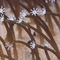 Medeski Martin & Wood Farmer's Reserve CD New Merch